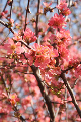 Cydonia or Chaenomeles japonica bush withl pink flowers. Japanese quince in bloom.