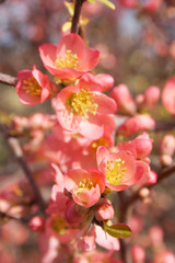 Fototapeta na wymiar Cydonia or Chaenomeles japonica bush withl pink flowers. Japanese quince in bloom.
