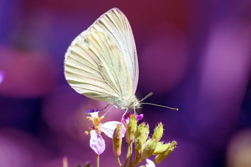 Beautiful pink flower and fluttering butterfly