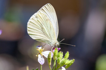 Beautiful pink flower and fluttering butterfly