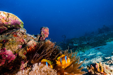 Naklejka na ściany i meble Clownfish in the Red Sea Colorful and beautiful, Eilat Israel