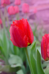 Terry red fringed tulip Leon
