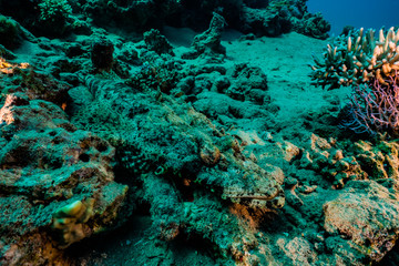 Obraz na płótnie Canvas Coral reefs and water plants in the Red Sea, Eilat Israel