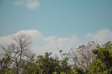 Top of tree with blue sky.