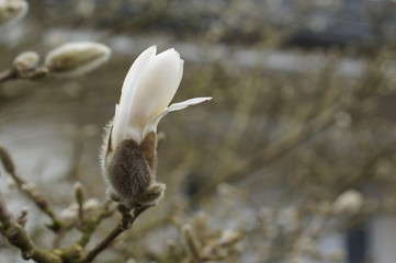 nature, flower, spring, plant, bird, hummingbird, tree, branch, white, willow, macro, cotton, blossom, catkin, green, bud, animal, wild, field, beauty, closeup, fluffy, 
