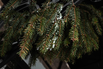 pine branch with ice