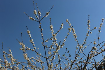 ciliegio