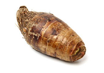 live conch on white background