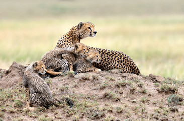 Cheetahs on alert