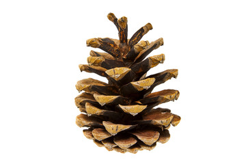 Brown pine cone, cedar pine cone isolated on white background