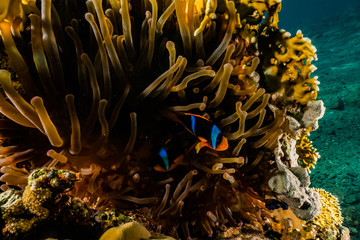 Clownfish in the Red Sea Colorful and beautiful, Eilat Israel