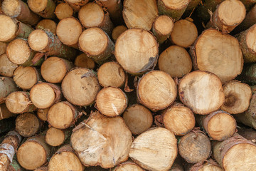 Wooden Logs. Trunks of trees stacked close-up.