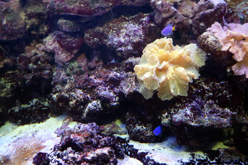 Fototapeta na wymiar The seabed on the reef sponges and algae near the fish swim as the background.