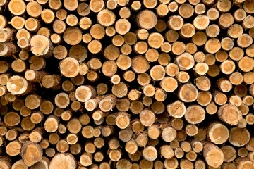 Möbelaufkleber Wooden Logs. Trunks of trees stacked close-up. © belgraf