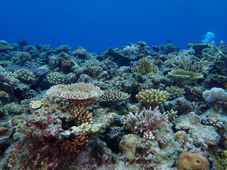 Naklejka na ściany i meble 珊瑚礁