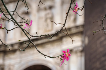 Silk floss tree or chorisia speciosa flowers in bloom with old walls as a background