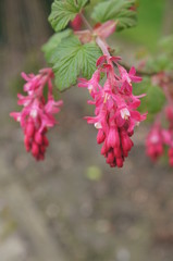flower, nature, pink, plant, garden, spring, flowers, red, green, blossom, summer, bloom, macro, purple, beautiful, flora, beauty, leaves, petal, leaf, natural, 