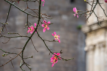 Silk floss tree or chorisia speciosa flowers in bloom with old walls as a background