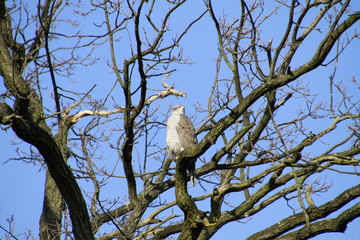 Vogel Habicht