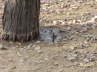 An underground pipe irrigation system used to water a tree in Scottsdale, Arizona 