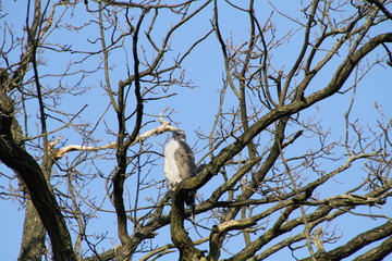 Vogel Habicht