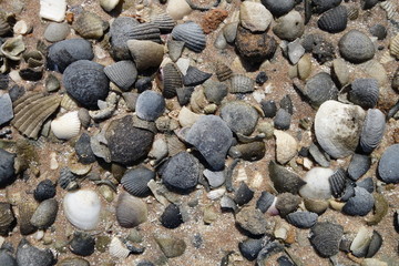 ビーチの小石と貝殻（西オーストラリア・シャークベイ・Francois Peron National Park）
