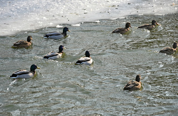 Wild ducks on the lake in winter