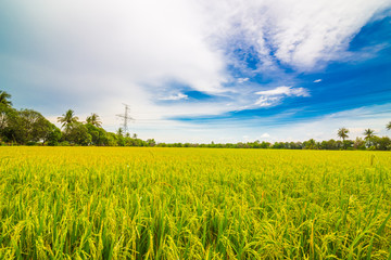 Rice plantation field wide angle with blue sky nature landscape