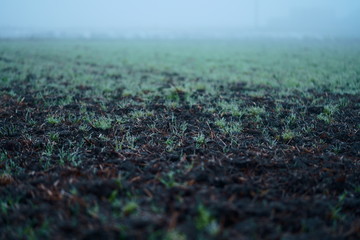 a foggy farm in Japan in spring