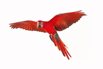 Zelfklevend Fotobehang Kleurrijke vliegende papegaai geïsoleerd op een witte achtergrond. © Passakorn