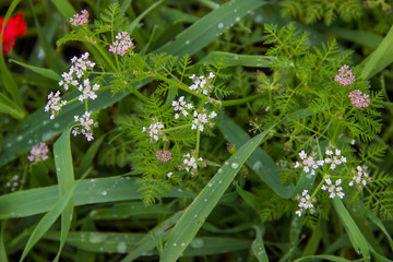Green grass, rain drops and field flowers, close up image, spring