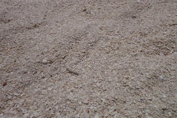 貝殻でできた砂浜の砂（ハメリンプール・西オーストラリア）