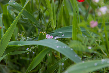 Green grass, rain drops and field flowers, close up image, spring