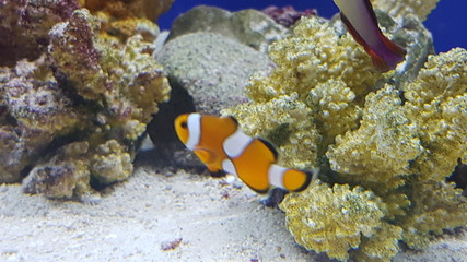 Fototapeta na wymiar koi fish fish tank