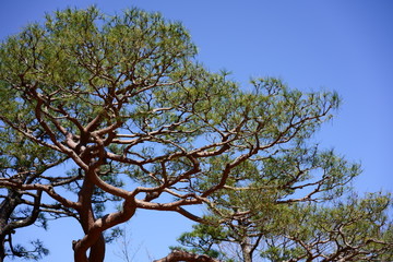 pine tree on the blue sky