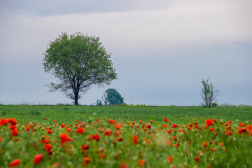 Spring field with red poppies, green grass and distant trees, landscape, Kazakhstan