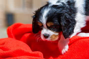 cavalier puppy portrait close up 