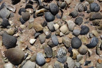 ビーチの小石と貝殻化石クローズアップ（西オーストラリア・シャークベイ・Francois Peron National Park）