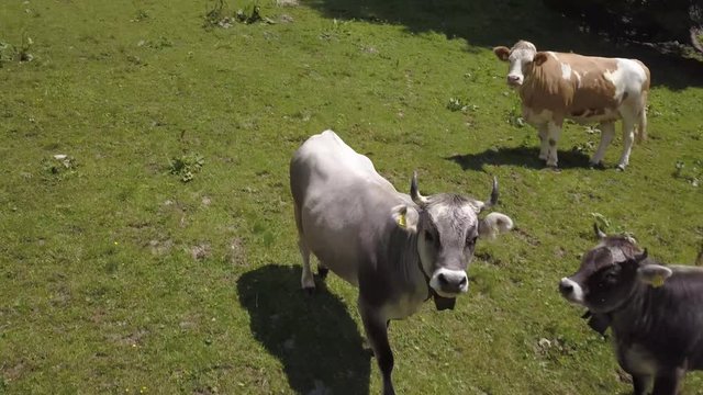 A herd of well-groomed well-fed cows in the pasture of the Swiss Alps. Copter shooting at close range.