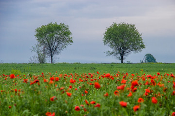 Spring field with red poppies, green grass and distant trees, landscape, Kazakhstan