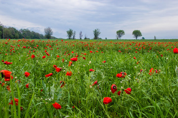Fototapeta na wymiar Spring field with red poppies, green grass and distant trees, landscape, Kazakhstan