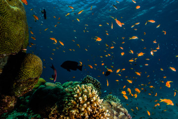 Obraz na płótnie Canvas Coral reefs and water plants in the Red Sea, Eilat Israel