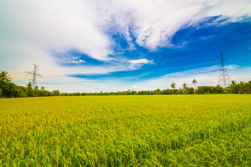 Rice plantation field wide angle with blue sky nature landscape