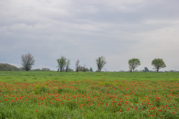 Spring field with red poppies, green grass and distant trees, landscape, Kazakhstan
