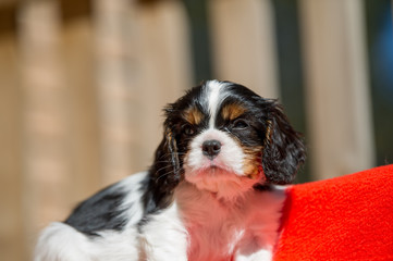 cavalier puppy portrait close up 
