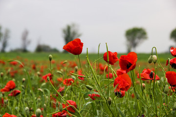 Spring field with red poppies, green grass and distant trees, landscape, Kazakhstan