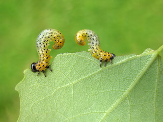Two caterpillars eat a leaf of a tree in the garden. Agriculture, green background.