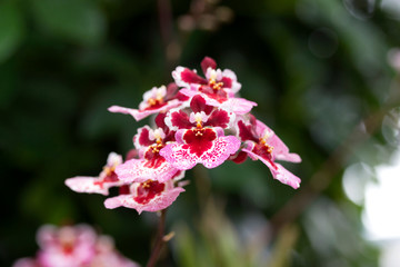 Rosa und rote Orchidee, Tolumnia