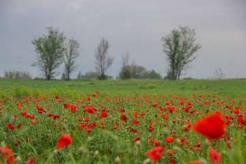 Field of poppies and the trees in the back in the Spring