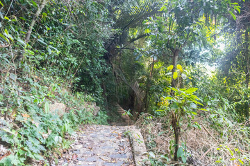 green rain forest tree at Phatthalung, Thailand